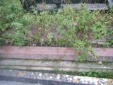 image of grave number 431925